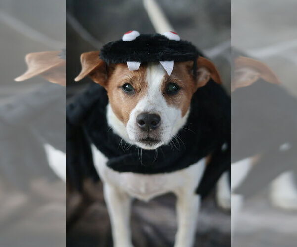 Medium Photo #44 Mutt Puppy For Sale in Philadelphia, PA, USA