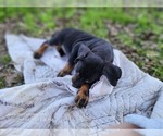 Small Photo #10 Catahoula Leopard Dog Puppy For Sale in CUMBY, TX, USA