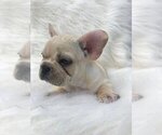 Small Photo #1 French Bulldog Puppy For Sale in CASTLE ROCK, CO, USA