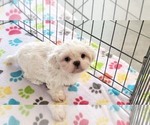 Small #9 Shih Tzu