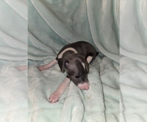 Italian Greyhound Puppy for sale in NESBIT, MS, USA