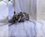 Small Photo #13 French Bulldog Puppy For Sale in NORTH MYRTLE BEACH, SC, USA