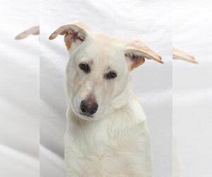 Shepradors Dogs for adoption in Burbank, CA, USA
