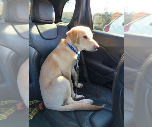 Medium Photo #2 Labsky Puppy For Sale in South Bend, IN, USA