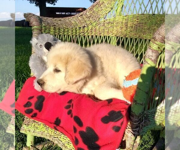 Medium Photo #2 Great Pyrenees Puppy For Sale in BRIGHTON, IA, USA