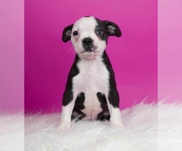 Medium Photo #2 Boston Terrier Puppy For Sale in WARSAW, IN, USA