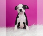 Small Photo #2 Boston Terrier Puppy For Sale in WARSAW, IN, USA