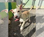 Small #2 Carolina Dog