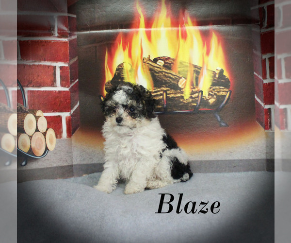 Medium Photo #3 Poodle (Toy) Puppy For Sale in CHANUTE, KS, USA