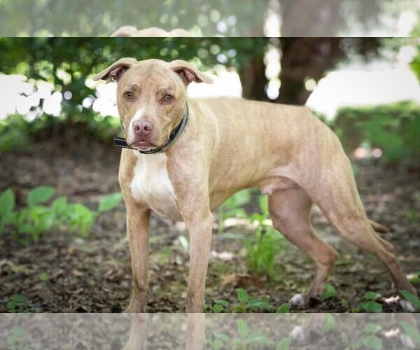 Medium Photo #2 Mutt Puppy For Sale in Lewistown, PA, USA