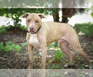 Levi - Male Mutt Dog for Adoption - Photo #2