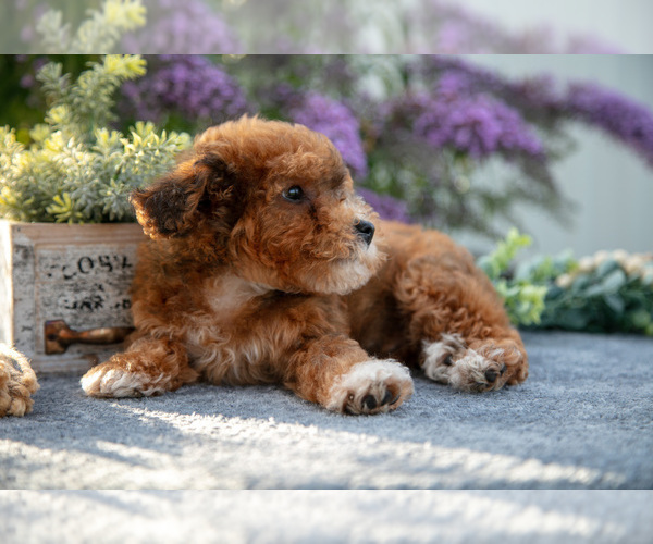 Medium Photo #3 Poovanese Puppy For Sale in CAPAC, MI, USA