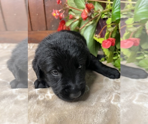 Medium Photo #18 Labrador Retriever Puppy For Sale in NEOLA, WV, USA
