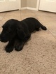 Small Photo #5 Labradoodle Puppy For Sale in FRUITA, CO, USA
