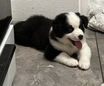 Small #10 Border-Aussie