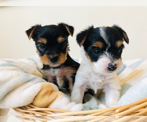 Medium Photo #9 Yorkshire Terrier Puppy For Sale in MILWAUKEE, WI, USA