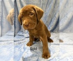 Puppy Puppy 8 Labrador Retriever
