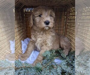 Goldendoodle (Miniature) Puppy for sale in FREDERICKSBURG, OH, USA