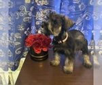 Small #11 Schnauzer (Miniature)