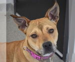 Small #2 American Staffordshire Terrier-Chinese Shar-Pei Mix