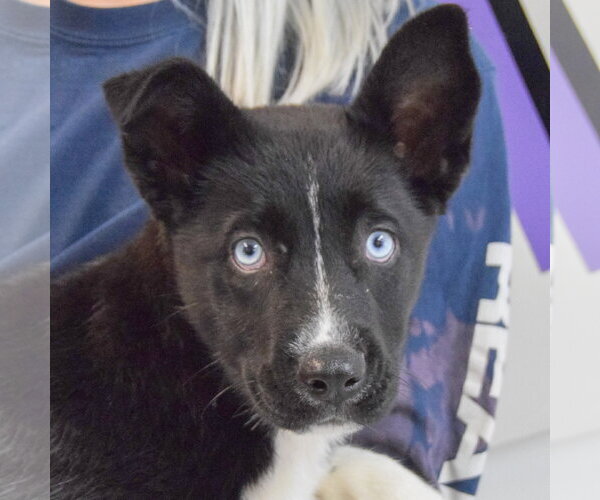 Medium Photo #2 Gerberian Shepsky Puppy For Sale in Huntley, IL, USA
