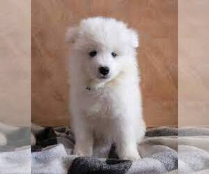 Samoyed Puppy for sale in PALMDALE, CA, USA