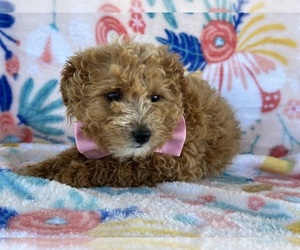 Goldendoodle (Miniature) Puppy for sale in LANCASTER, PA, USA