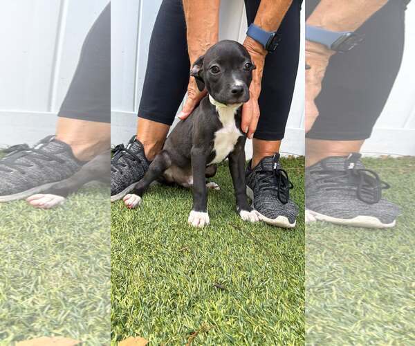 Medium Photo #3 Boxer-Unknown Mix Puppy For Sale in Pompano Beach , FL, USA