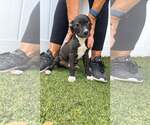 Small #2 Boxer Mix
