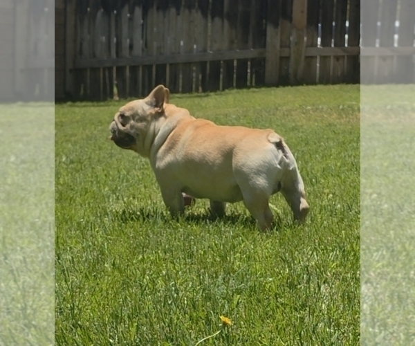 Medium Photo #1 French Bulldog Puppy For Sale in SANTA MARIA, CA, USA