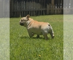 Small French Bulldog