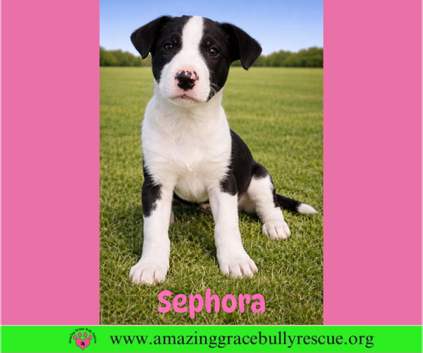 Medium Photo #1 Labrador Retriever-Unknown Mix Puppy For Sale in Milton, FL, USA