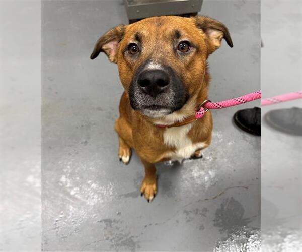 Medium Photo #1 Mutt Puppy For Sale in Peoria, IL, USA