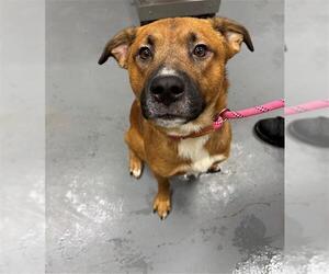 Mutt Dogs for adoption in Peoria, IL, USA