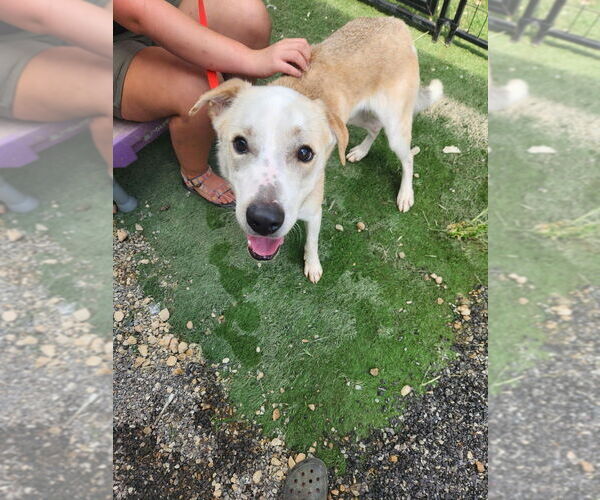 Medium Photo #6 Golden Labrador Puppy For Sale in garner, NC, USA
