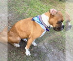 Small #3 Boxer