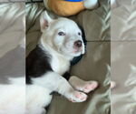 Small #2 Border-Aussie