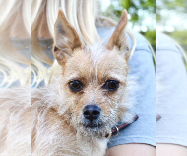 Medium Photo #6 Mutt Puppy For Sale in Corona, CA, USA