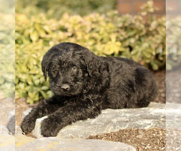 Medium Photo #3 Labradoodle Puppy For Sale in RONKS, PA, USA
