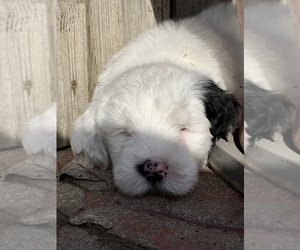 Sheepadoodle Puppy for sale in CHESANING, MI, USA