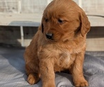 Small #3 Golden Retriever