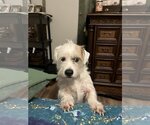 Small Photo #2 Welsh Corgi-Wheaten Terrier Mix Puppy For Sale in Dallas, TX, USA