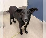 Small Labrador Retriever Mix