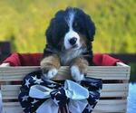 Small #3 Bernese Mountain Dog