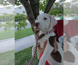 Mutt Dogs for adoption in Sanford, FL, USA