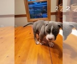 Small #32 American Bully