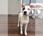 Small Mutt