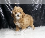 Small #5 Poodle (Toy)
