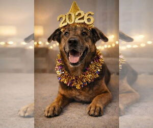 Admiral - Male American Staffordshire Terrier Dog for Adoption - Photo #3
