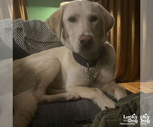 Labrador Retriever-Retriever  Mix Dogs for adoption in Washington, DC, USA